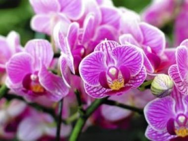 orquídeas como cuidar