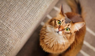 perfil comportamental gato