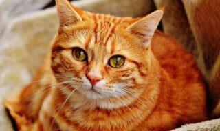 gatos laranja