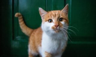 castrar gato