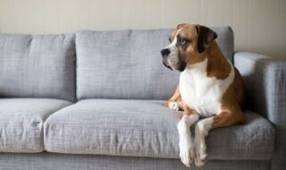 pelo de cachorro no sofá