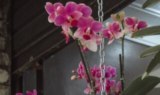 orquideas erros
