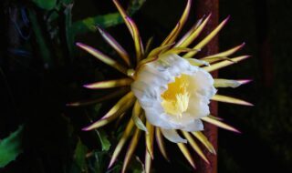 Flor de pitaya