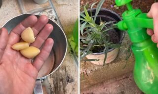 alho nas plantas